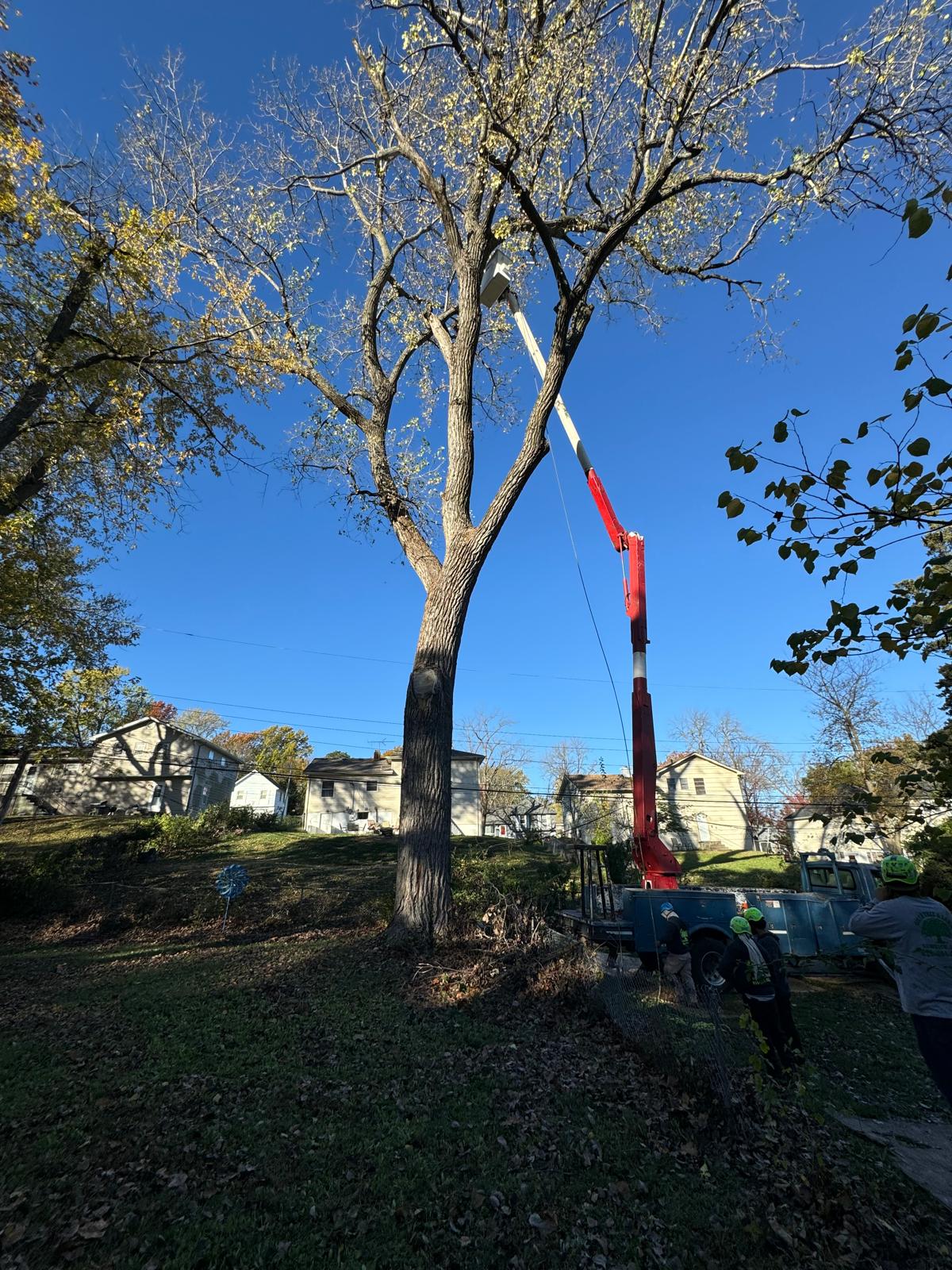 Overland Park Tree Removal service