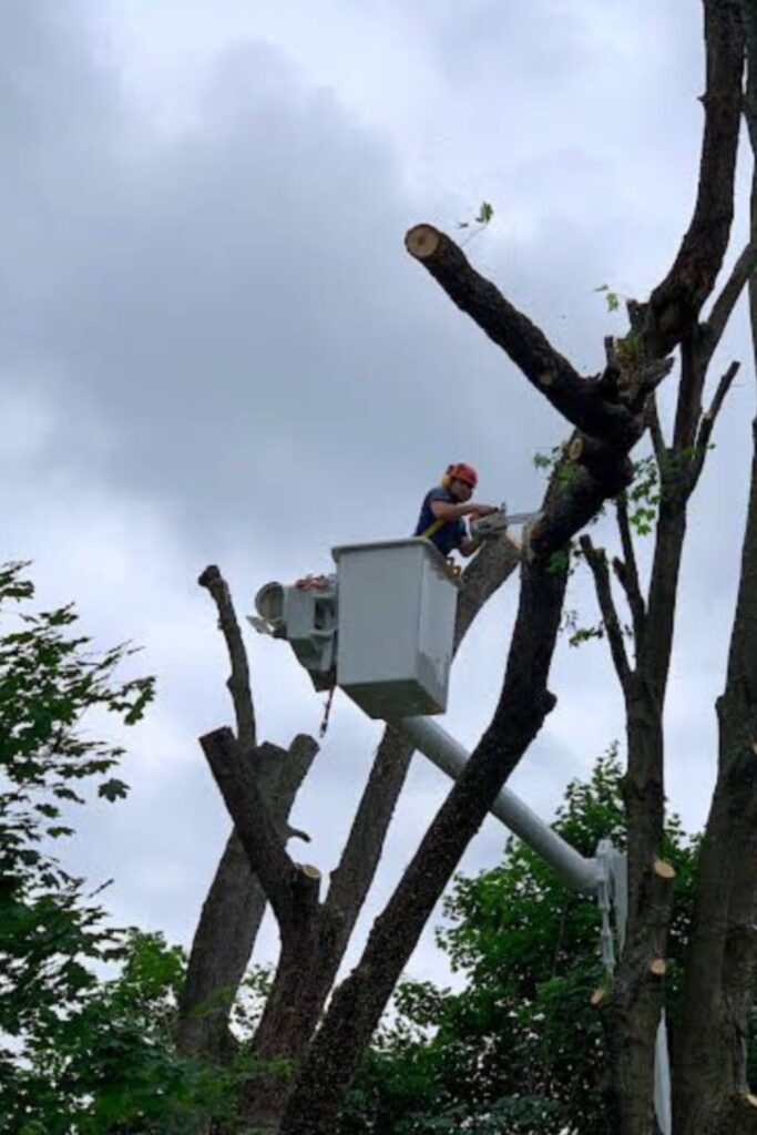 Professional arborist in a bucket truck trimming tall trees, showcasing expert service and safety—ideal visual for explaining tree trimming cost.